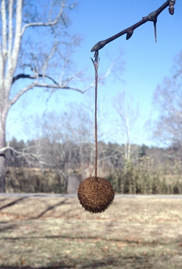 {Platanus occidentalis}